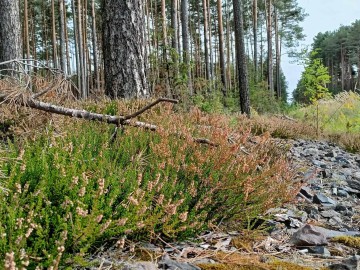 Lasy pełnw grzybów, 